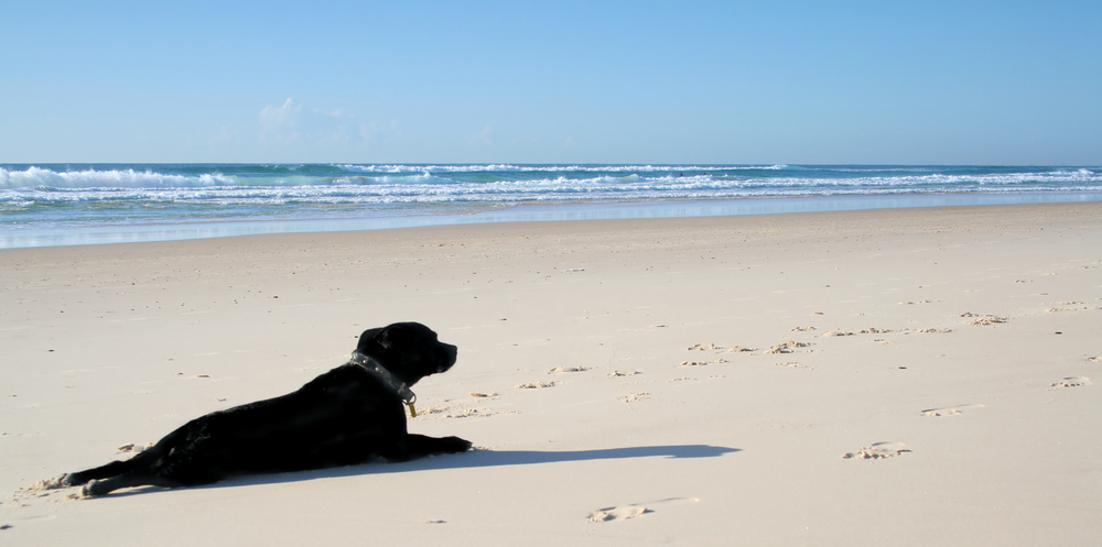 mesothelioma in japan