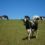 Family Chased By Cattle